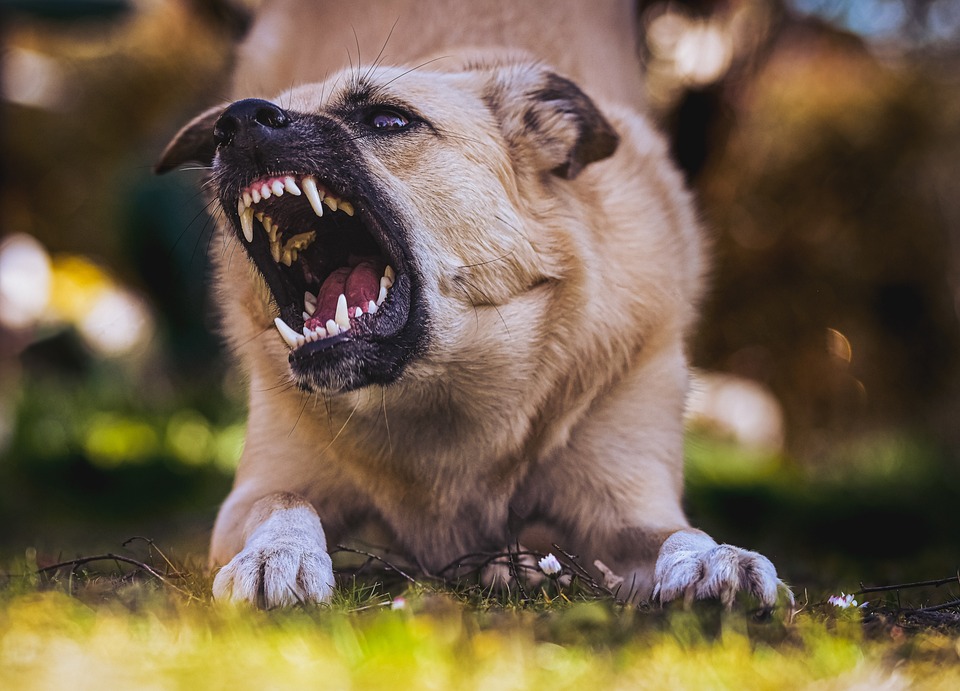 Choosing the Best Dog Bite Attorney: Important Factors