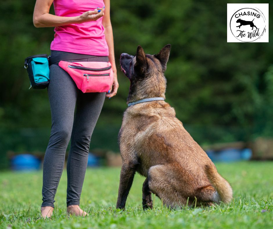 Mastering Canine Behavior with the ‘Leashing The Wild’ 8-Week Transformation Program